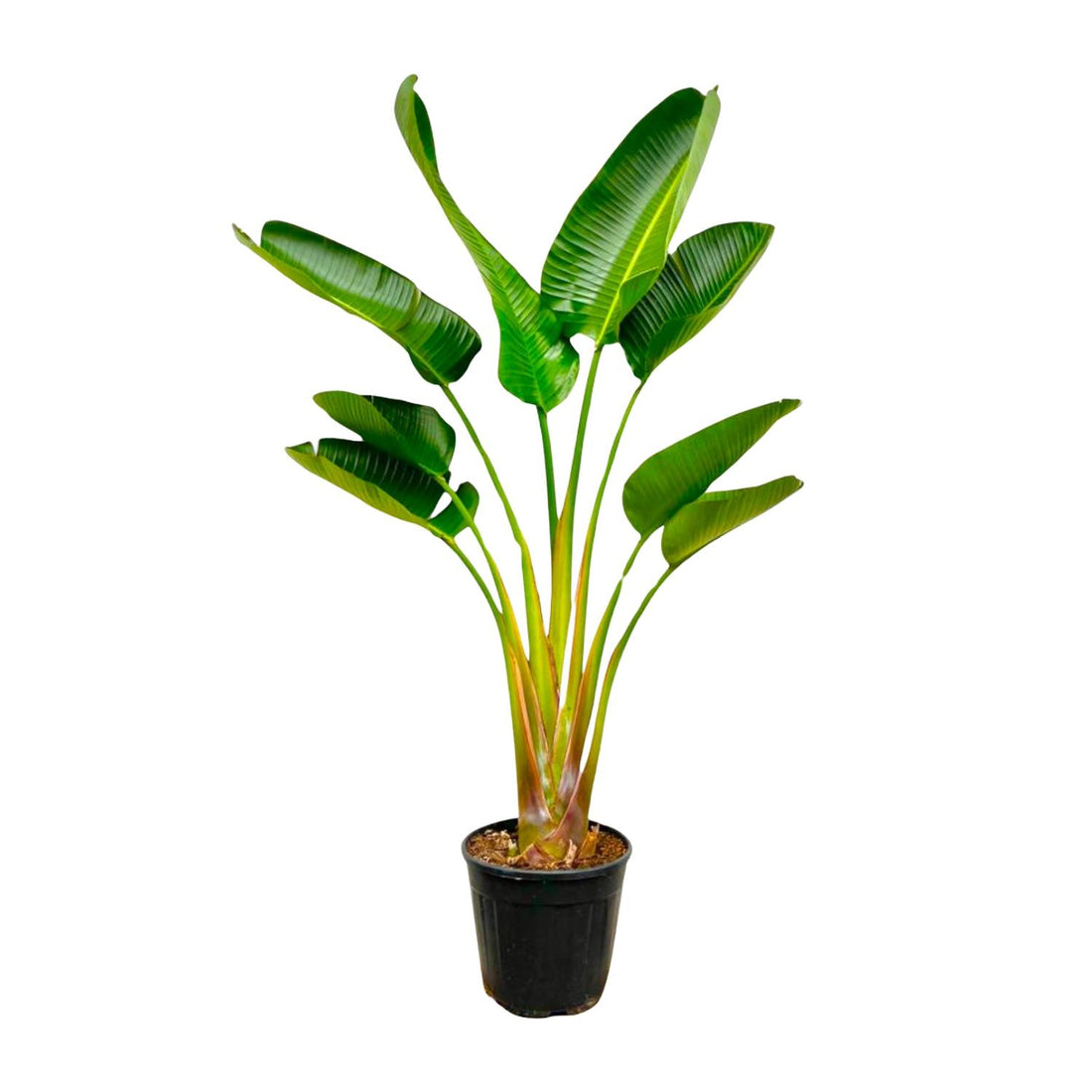 Strelitzia Augusta XL-XXXL – Exotischer Weißer Paradiesvogel
