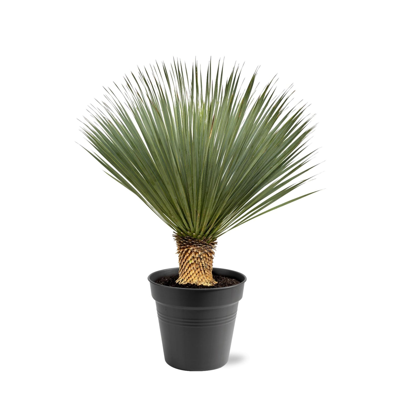 Yucca rostrata – Robuste Palmlilie für Garten &amp; Zuhause