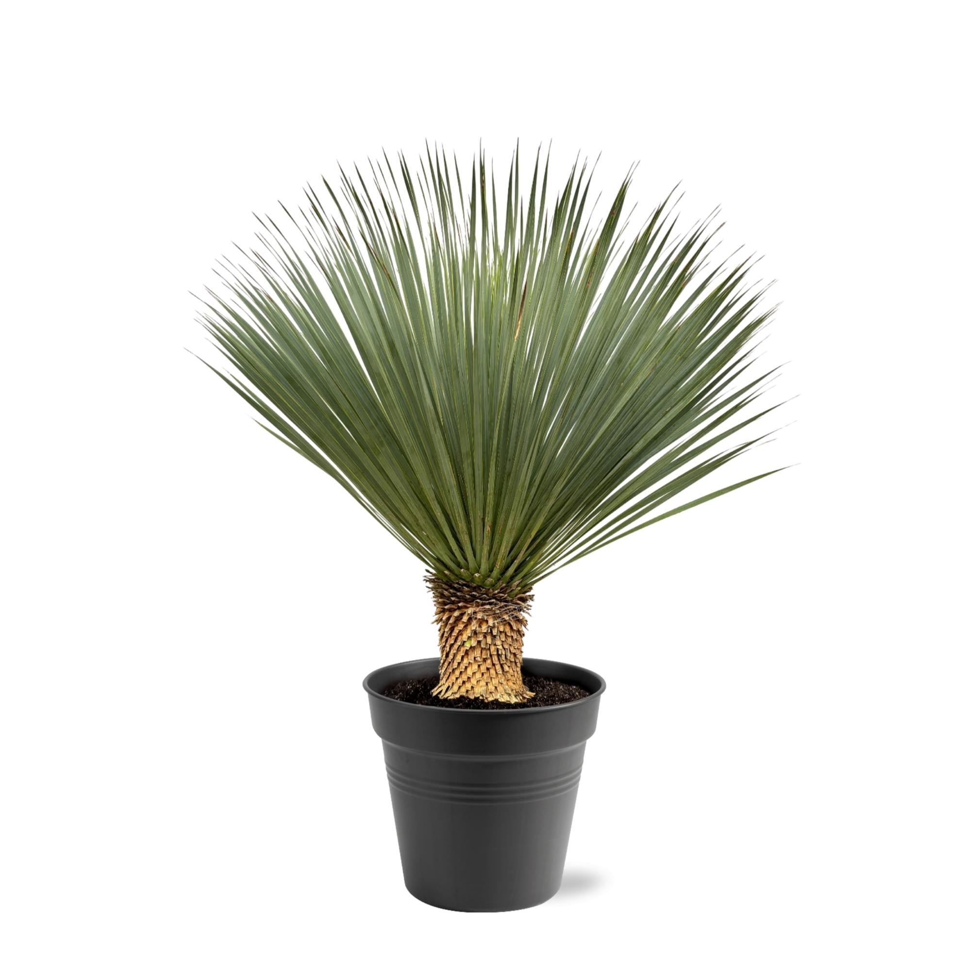 Yucca rostrata – Robuste Palmlilie für Garten &amp; Zuhause