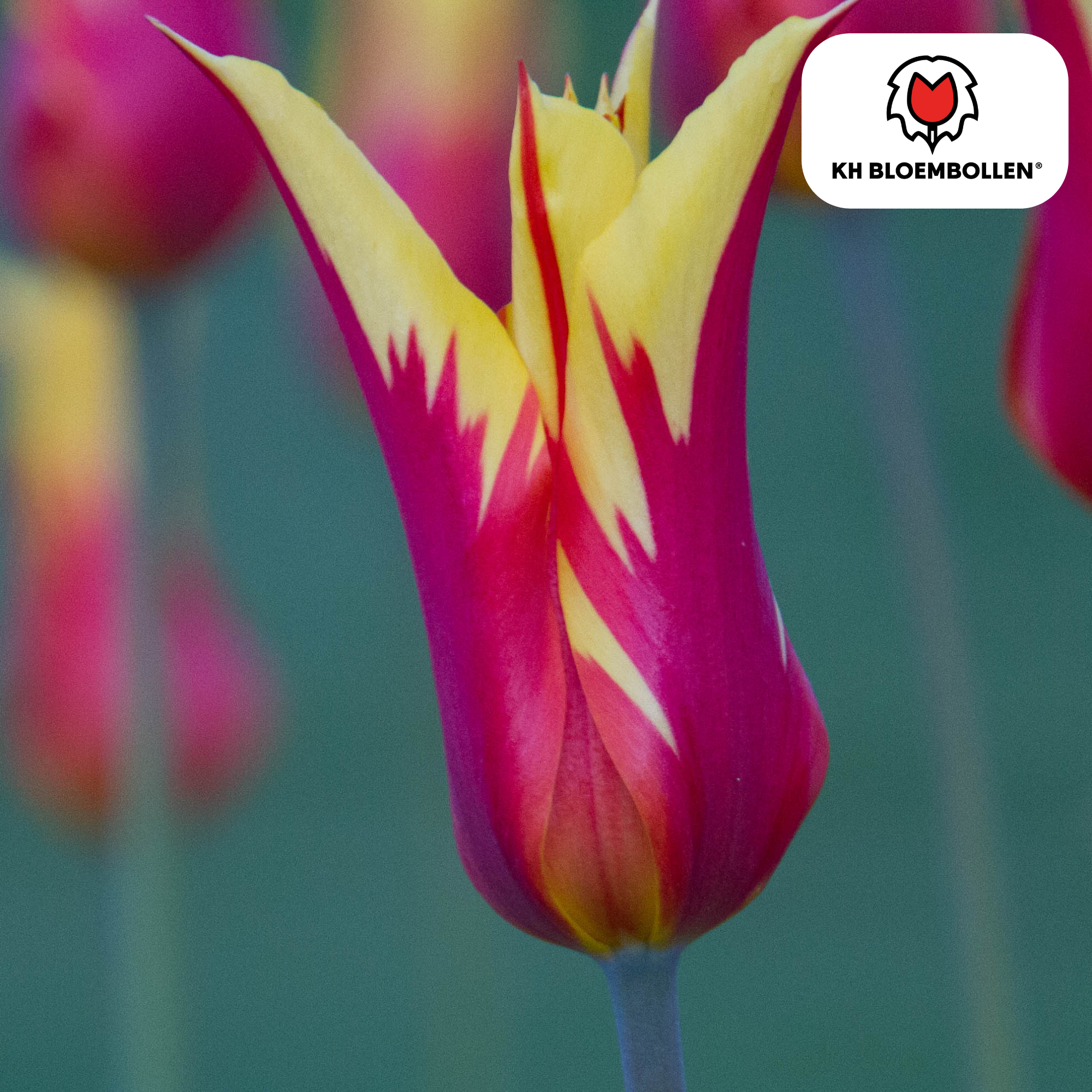 Tulpenzwiebeln Fire Wings – 20er-Pack | Papageien-Tulpe