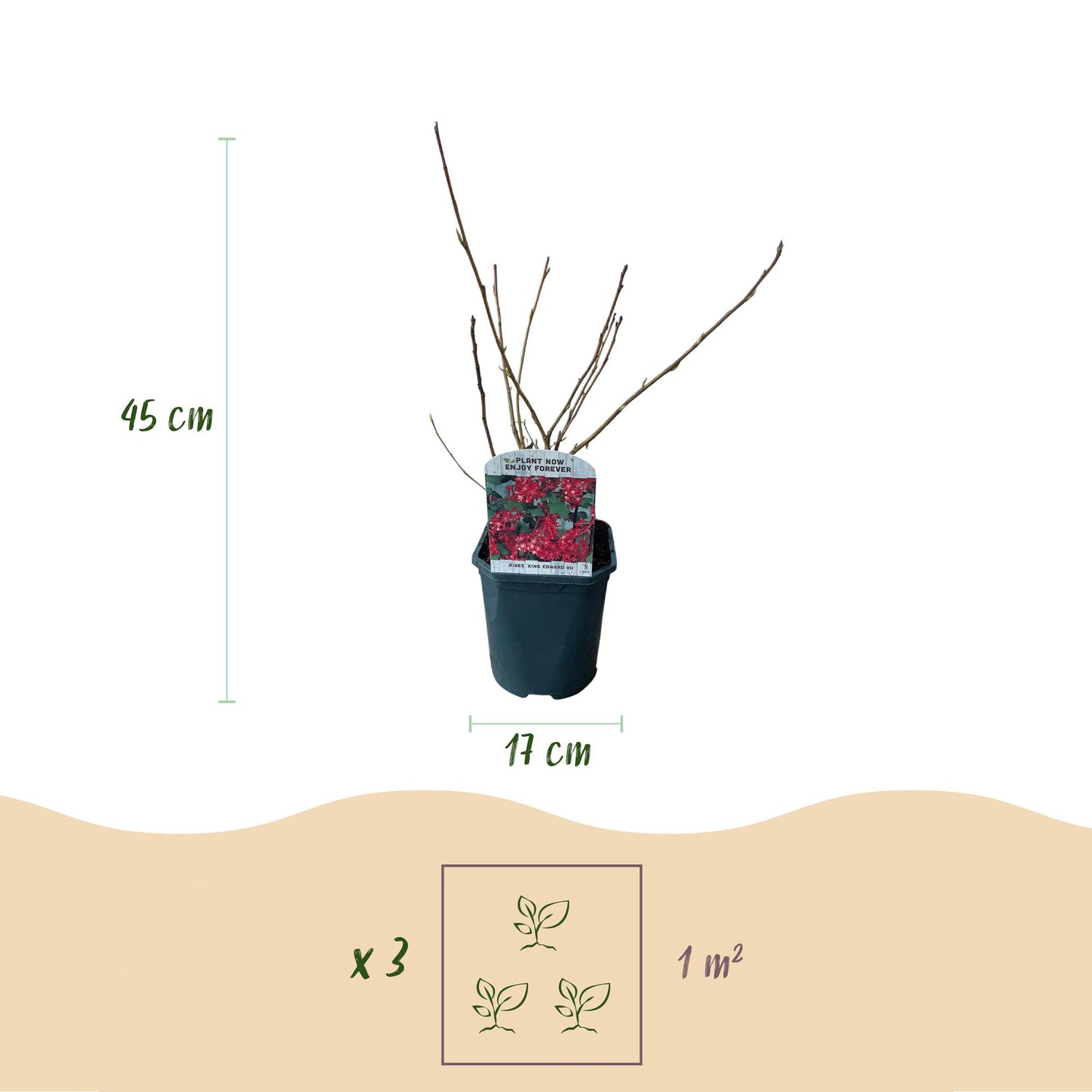Ribes sanguineum Kind Edward - Blüte Rot - 1 Pflanze - Laubabwerfend - Wenig Pflegeaufwand - Topf 17cm Höhe 45cm