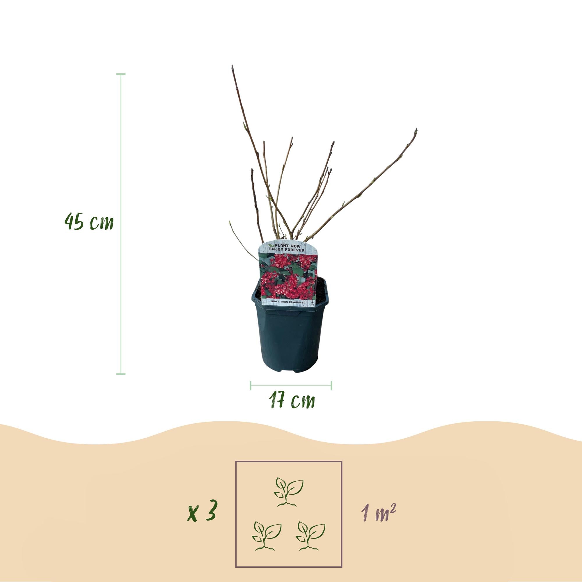 Ribes sanguineum Kind Edward - Blüte Rot - 1 Pflanze - Laubabwerfend - Wenig Pflegeaufwand - Topf 17cm Höhe 45cm