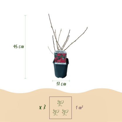 Ribes sanguineum Kind Edward - Blüte Rot - 1 Pflanze - Laubabwerfend - Wenig Pflegeaufwand - Topf 17cm Höhe 45cm