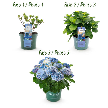 Balkon-Hortensie Magical Revolution Blue – 2 Pflanzen – 6–10 Blüten – Ø23 cm Topf – Höhe ca. 55 cm