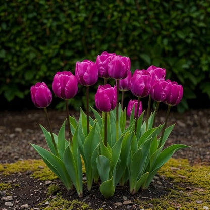 Tulpen Triumph Purple - Bulbs Hardy Perennial - Farbe Lila - 15 Stück - Zwiebelgröße 11/12 - XXL Pack