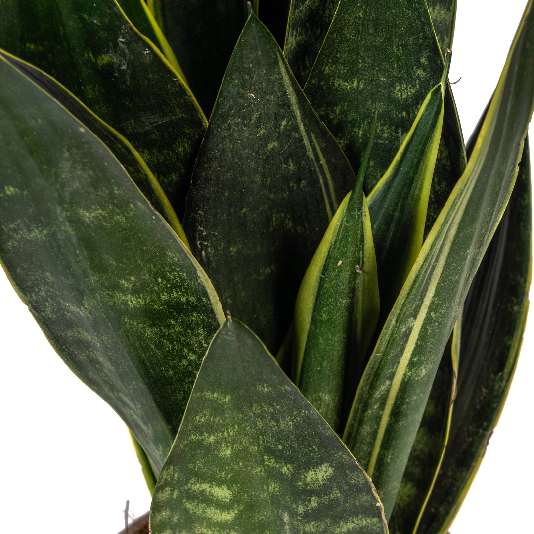 Sansevieria Futura Black – Elegante Schwiegermutterzunge