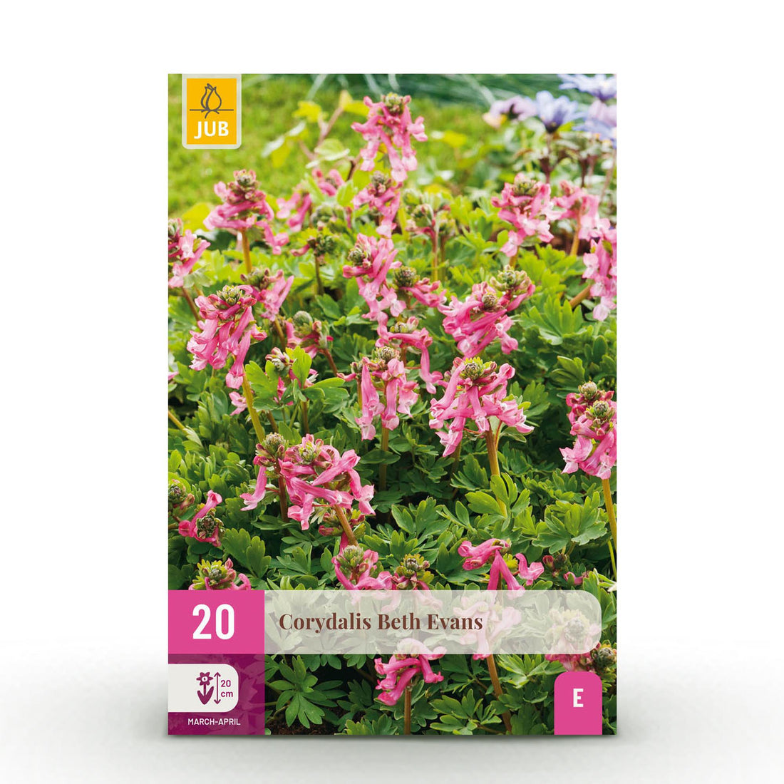 Blumenzwiebeln Corydalis Beth Evans | 20 Stück Weiß &amp; Lila – Zwiebelgröße 6/7 – XXL Pack