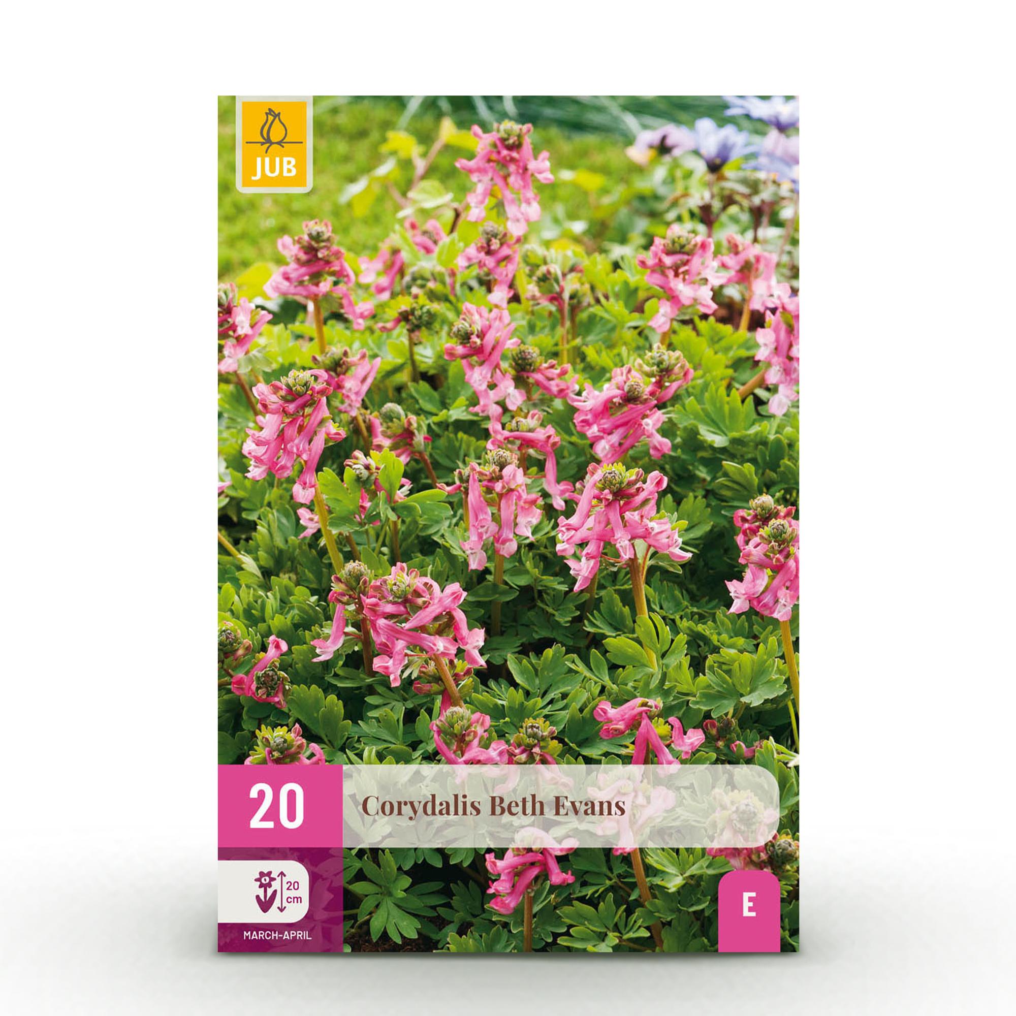Blumenzwiebeln Corydalis Beth Evans | 20 Stück Weiß &amp; Lila – Zwiebelgröße 6/7 – XXL Pack