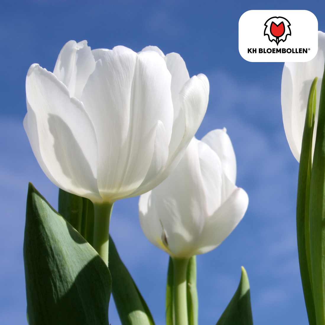Catherina Tulpenzwiebeln – 20er-Pack | Weiß &amp; edel