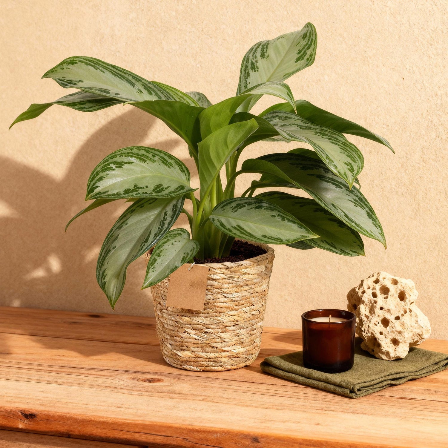 Aglaonema Silver Bay - Silberblatt mit Korb - Höhe 70-75cm