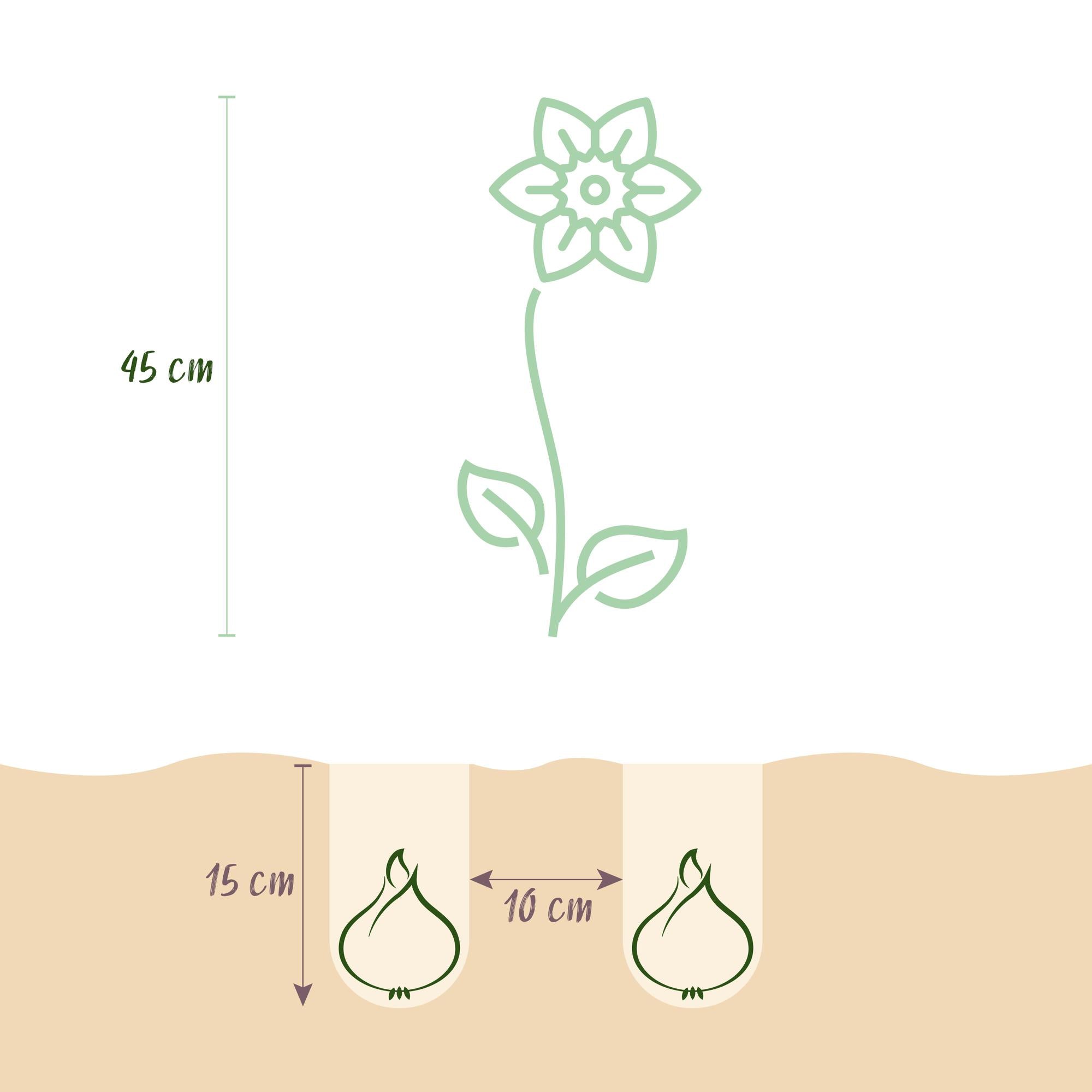 Blumenzwiebeln Narzisse Carlton | 15 Stück Gelb – Knollengröße 12/14 – XXL Pack