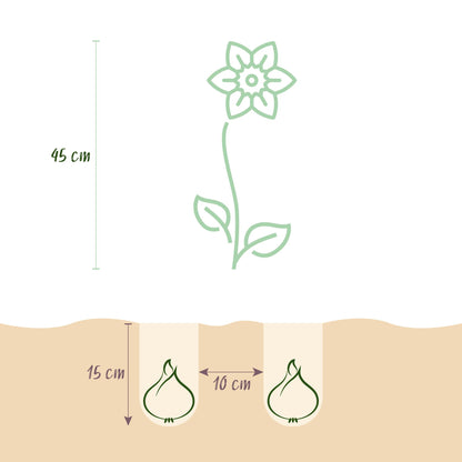 Blumenzwiebeln Narzisse Carlton | 15 Stück Gelb – Knollengröße 12/14 – XXL Pack