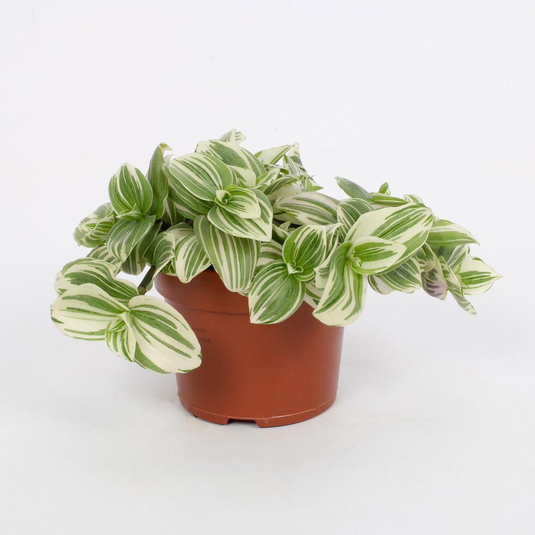 Tradescantia albiflora ‘Giant White Beach’ – Exotische Zimmerpflanze im Ø 12 cm Topf – Höhe ca. 17 cm