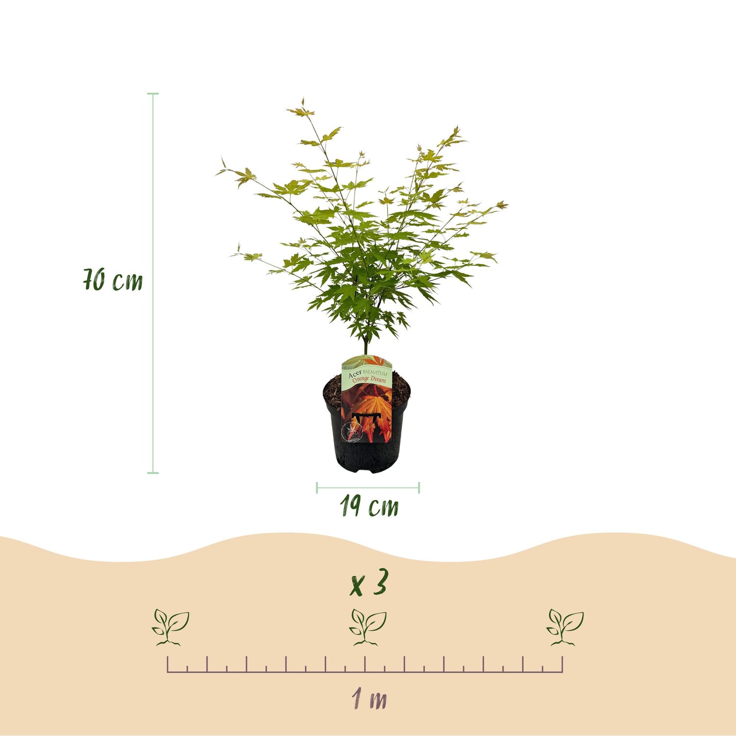 Japanischer Ahorn - Acer palmatum Orange Dream - Orange - 1 Pflanze - Laubabwerfend - Topf 19cm Höhe 70cm