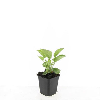 24x Echinacea purpurea ‘Magnus’ – Purpur-Sonnenhut für Staudenbeete &amp; Naturgärten – Höhe 10–25 cm – Ø 9 cm