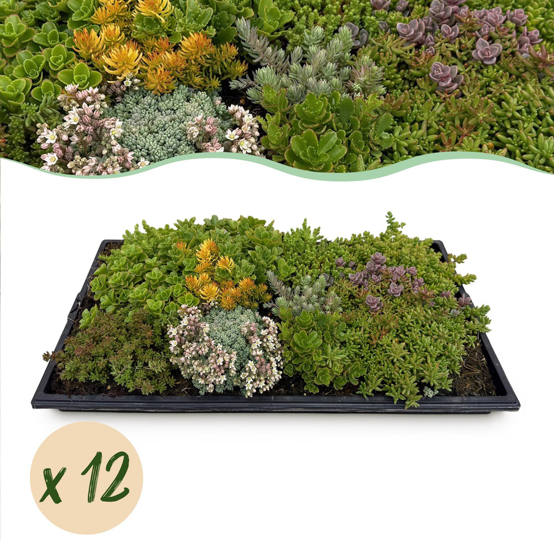 12x Bodendecker Sedummatte | Winterhart &amp; pflegeleicht – 10 Sorten – 50×30 cm