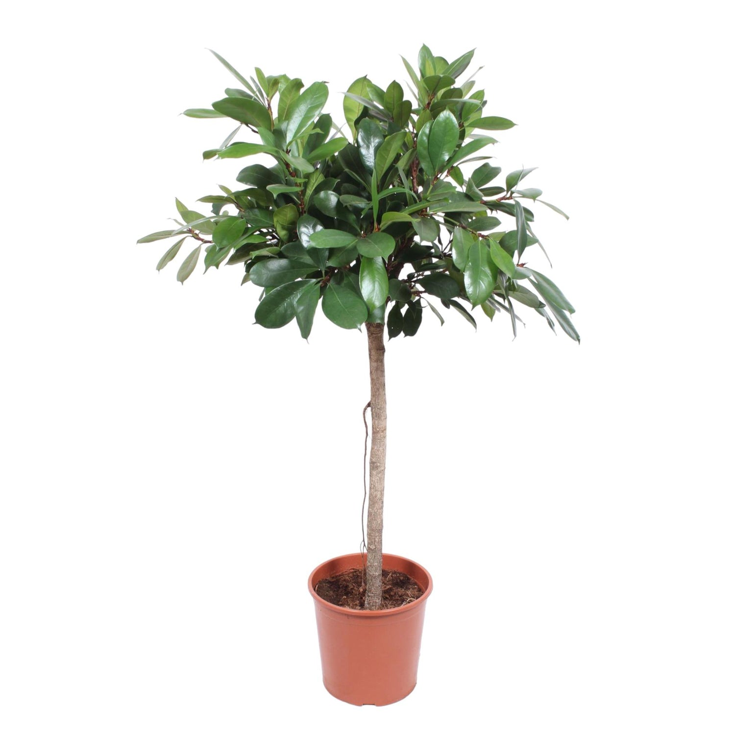 Ficus Cyathistipula 140 - 180cm – Pflegeleichte Zimmerpflanze mit Stil