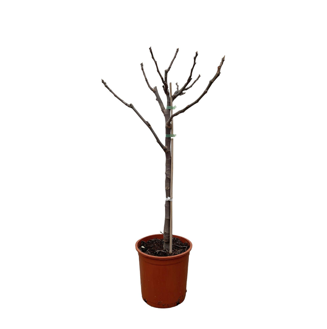 Ficus Carica – Echter Feigenbaum für Garten &amp; Terrasse