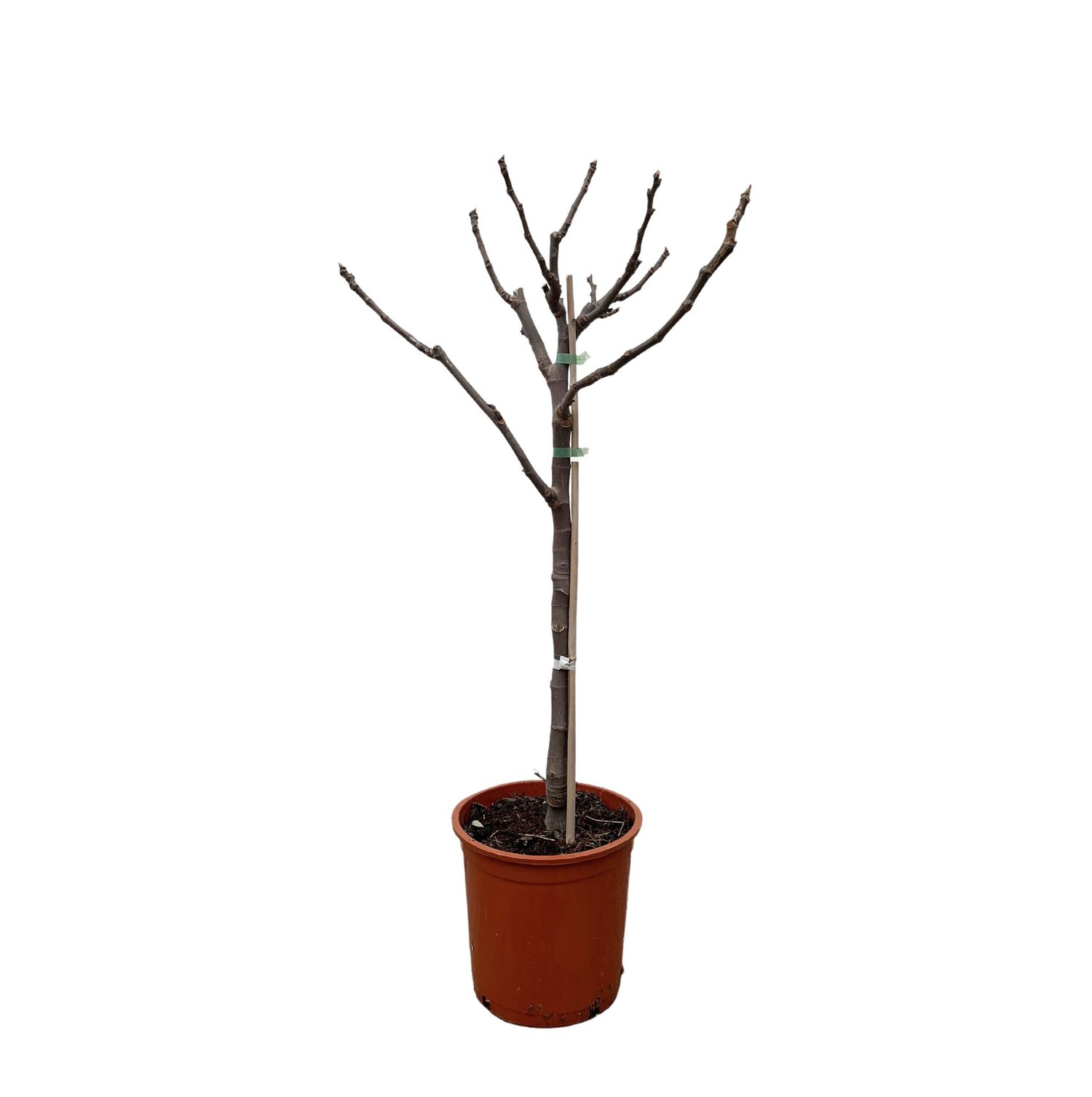 Ficus Carica – Echter Feigenbaum für Garten &amp; Terrasse