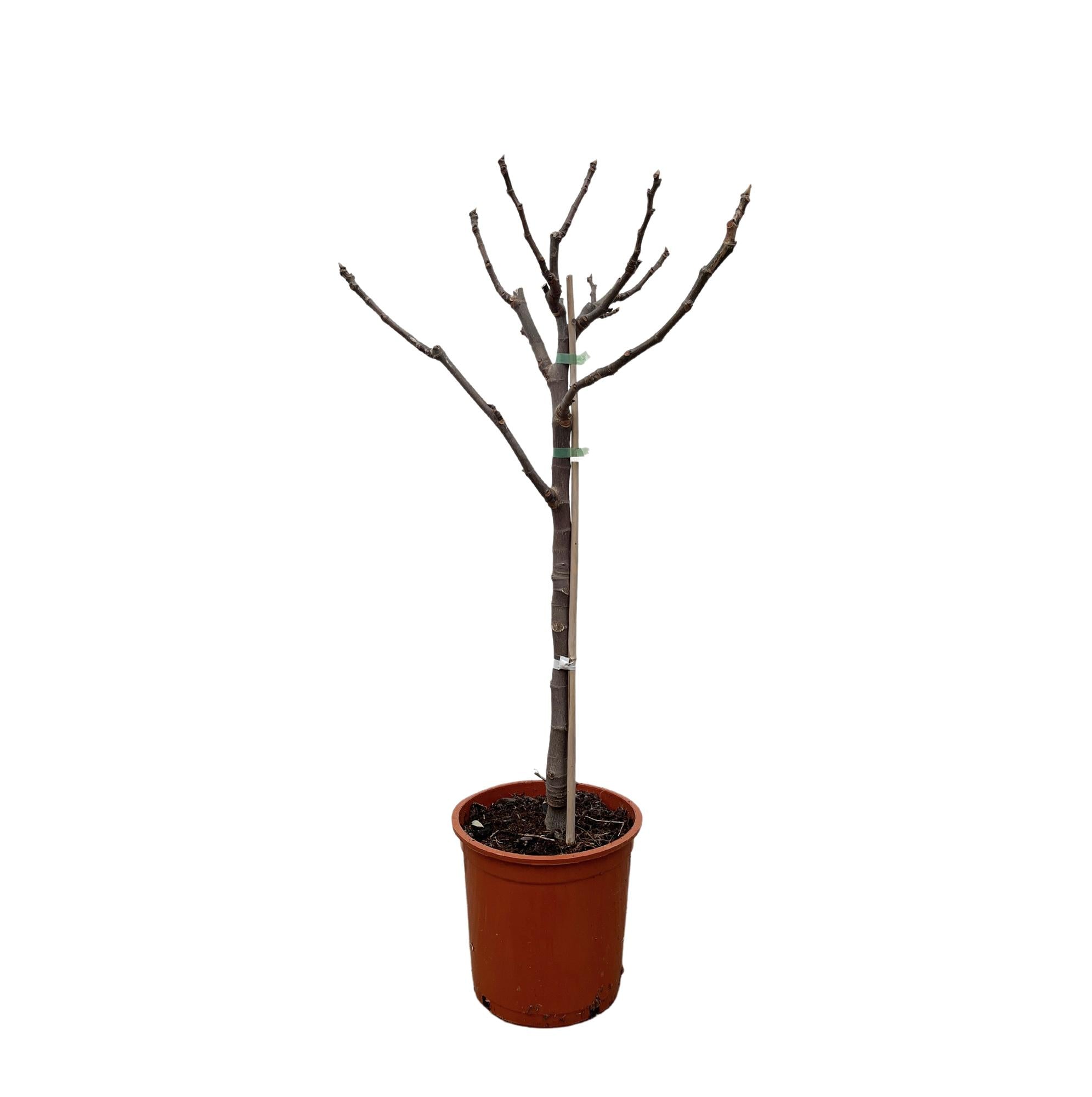 Ficus Carica – Echter Feigenbaum für Garten &amp; Terrasse