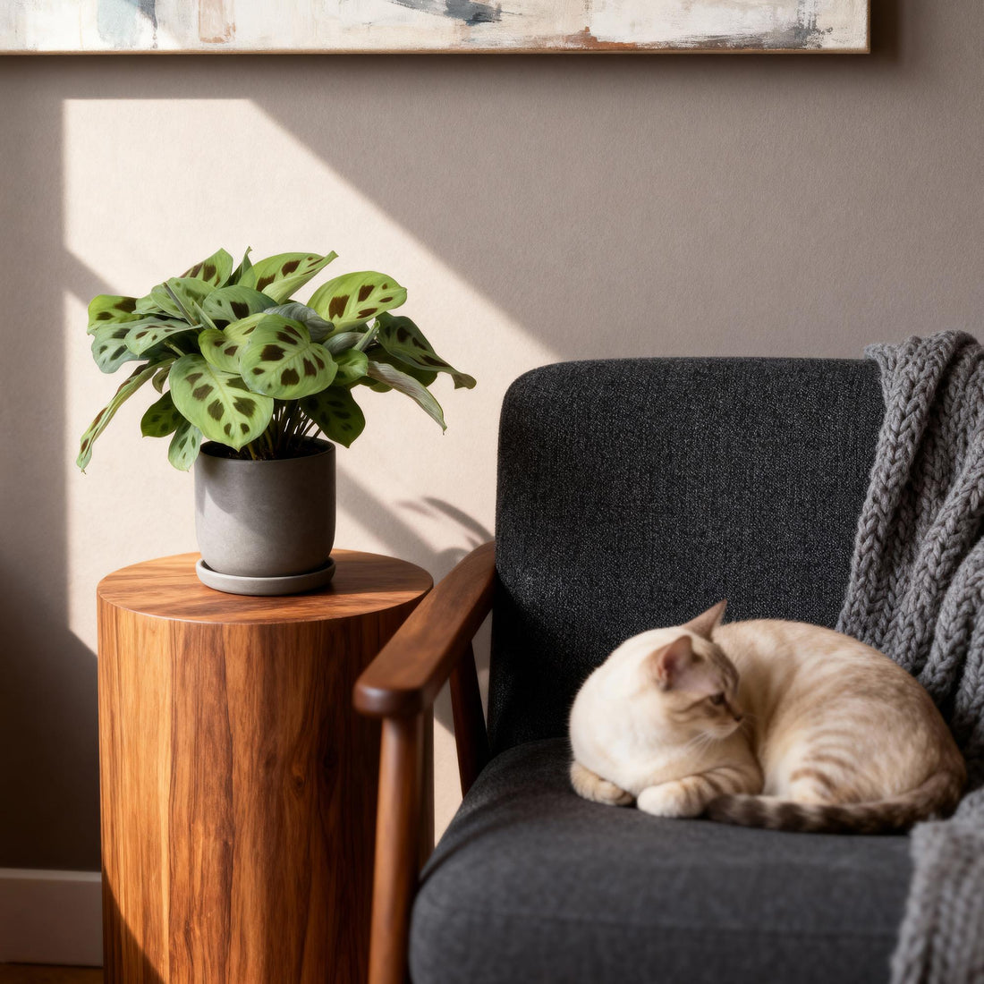 Maranta Fascinator Kerchoveana - Zebrapflanze - 1 Pflanze - Topf 12cm - Höhe 25cm