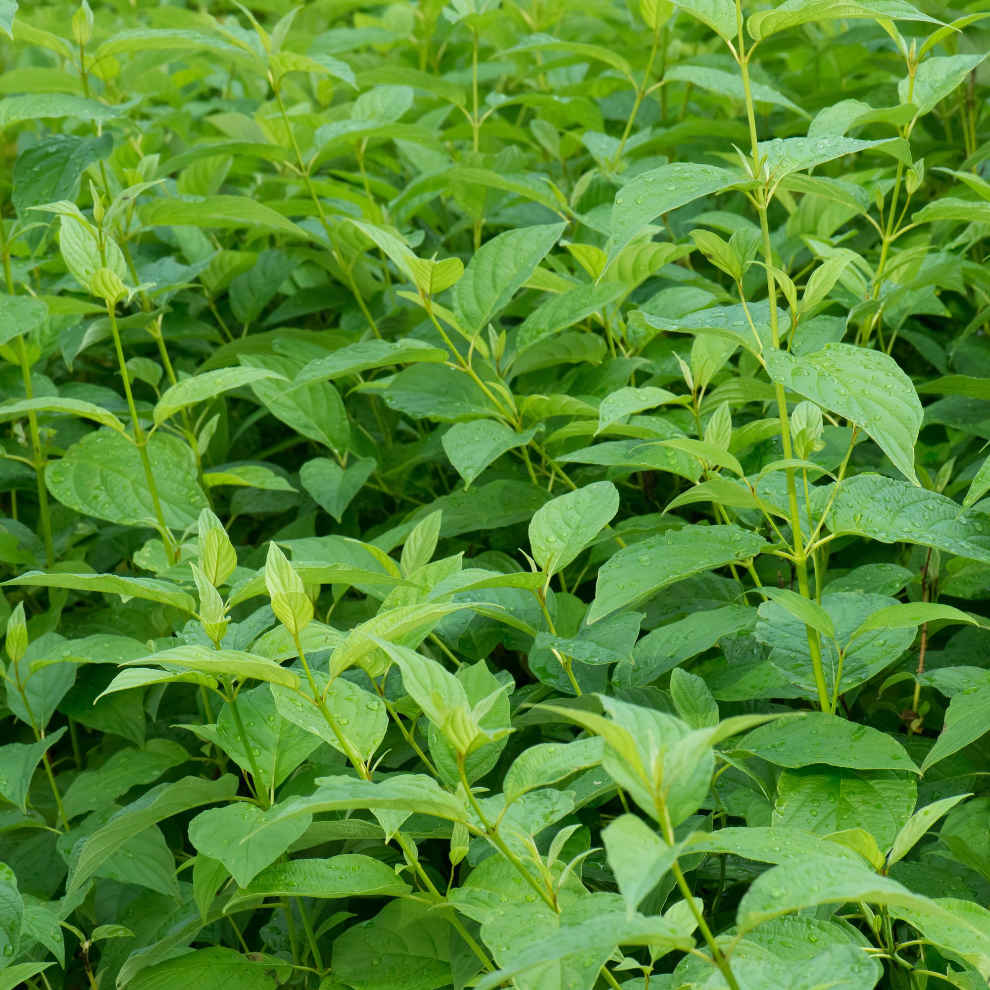 Cornus alba Flaviramea - Grüne Zweige - 1 Pflanze - Laubabwerfend - Wenig Pflege - Topf 17cm Höhe 45cm