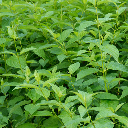 Cornus alba Flaviramea - Grüne Zweige - 1 Pflanze - Laubabwerfend - Wenig Pflege - Topf 17cm Höhe 45cm