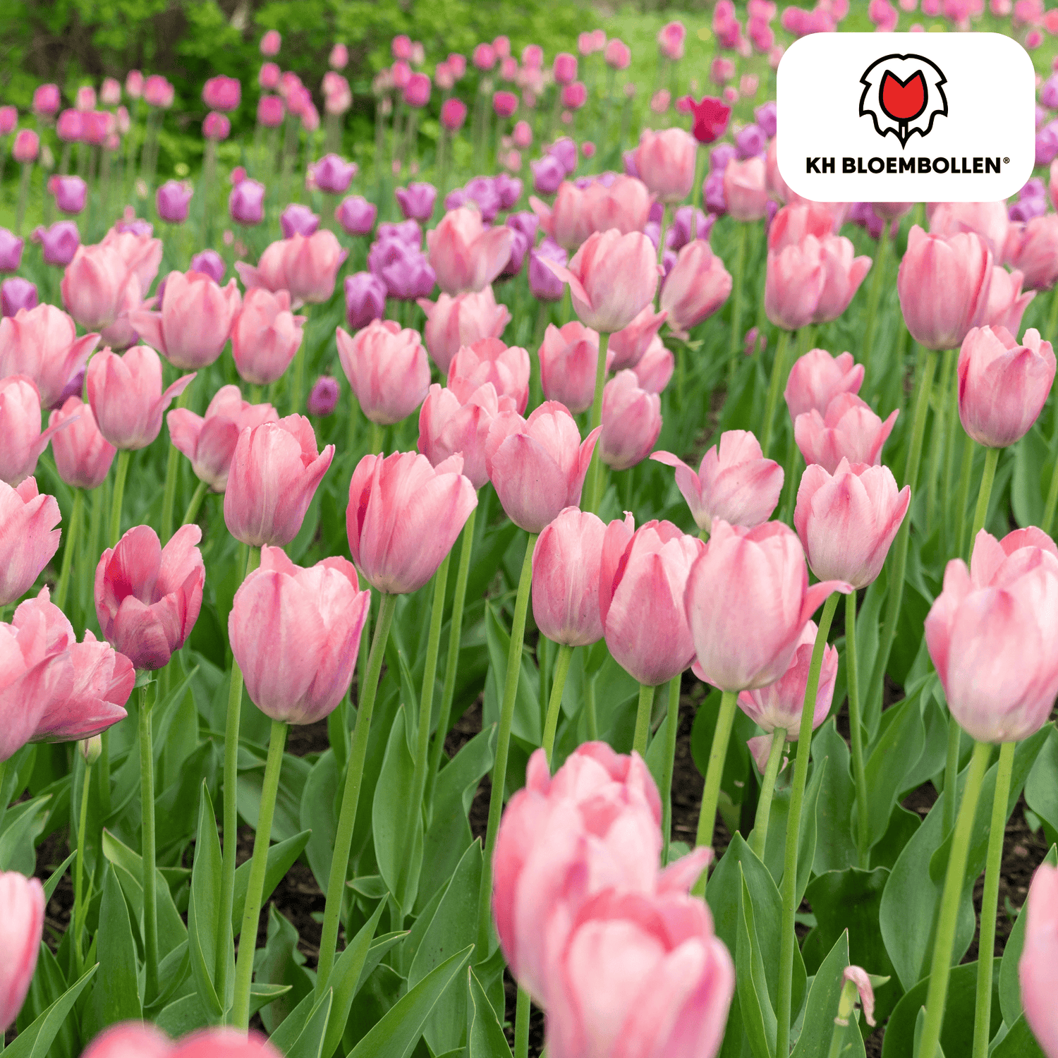Tulpenzwiebeln Apricot Delight | 20 Stück