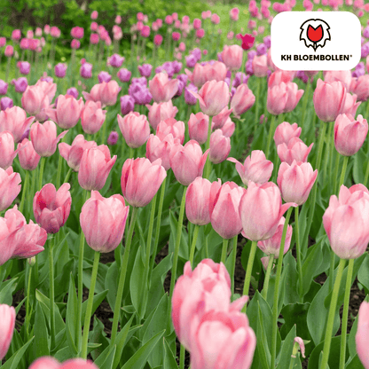 Tulpenzwiebeln Apricot Delight | 20 Stück