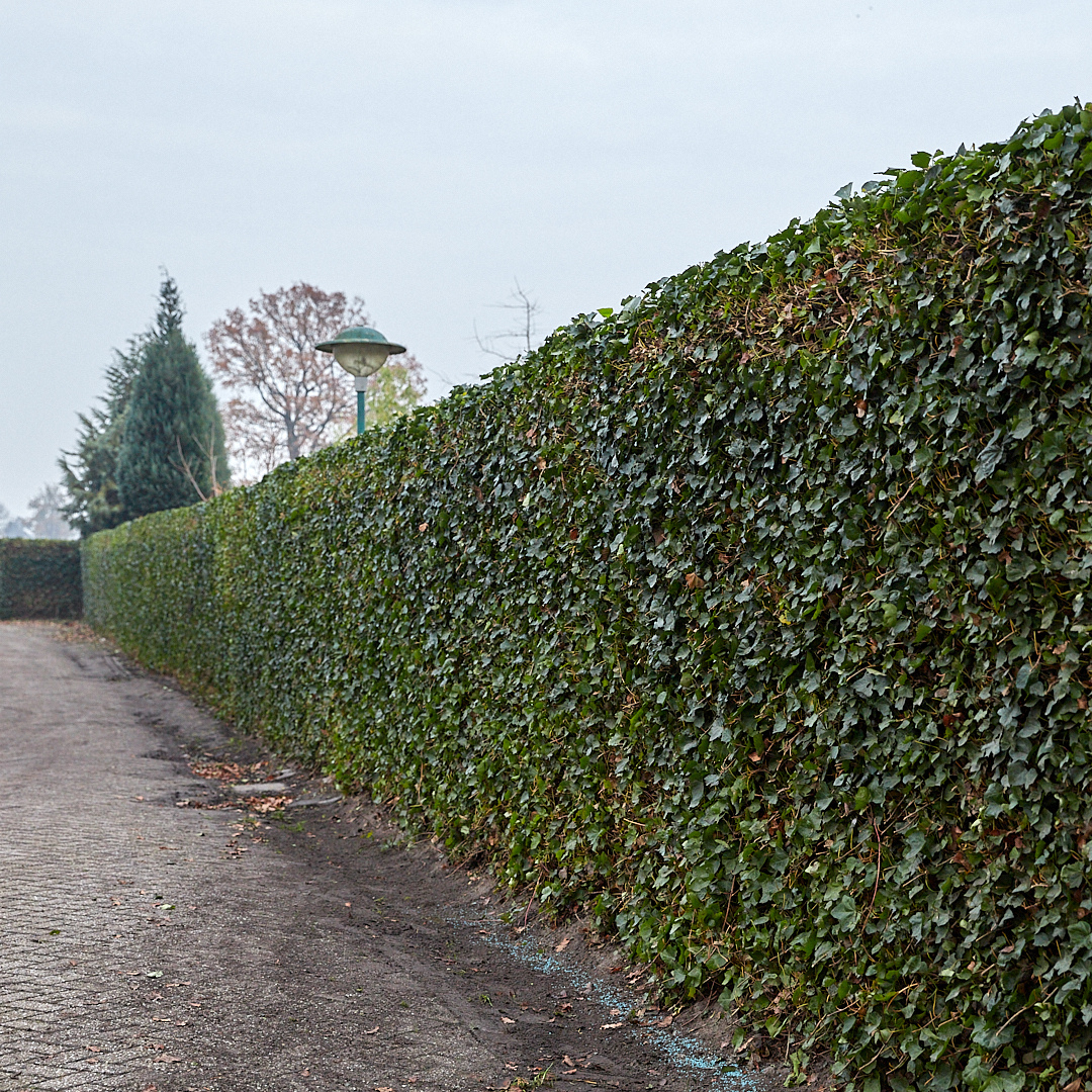 Hedera Hibernica - Efeu - gestäbt - ↨150 - 175 cm