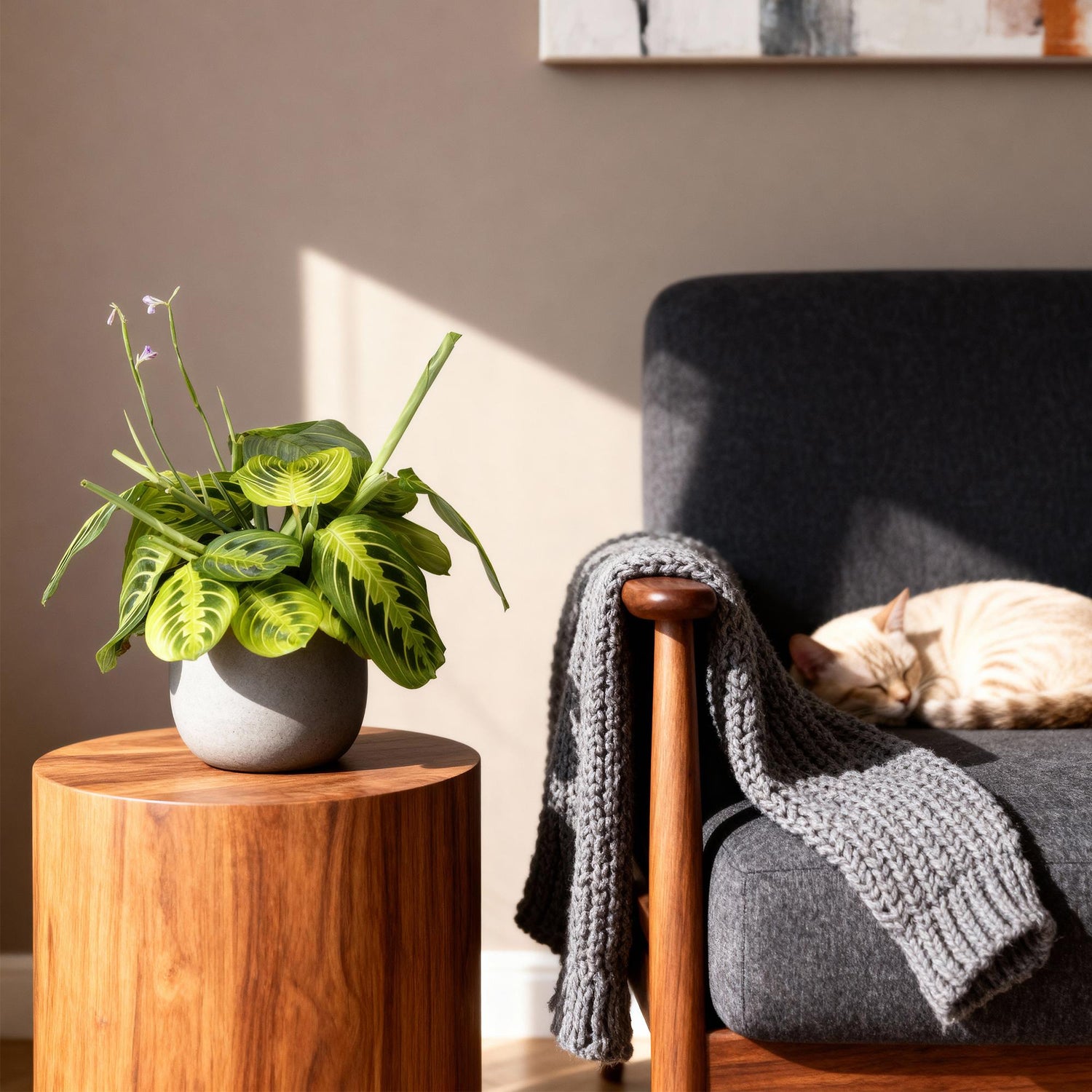 Green boutiQ - Zimmerpflanze - Maranta Fascinator Lemon Lime - Gebetspflanze - Haustierfreundliche Pflanze - Grün - 1 Pflanze - Topf 12cm - Höhe 25cm