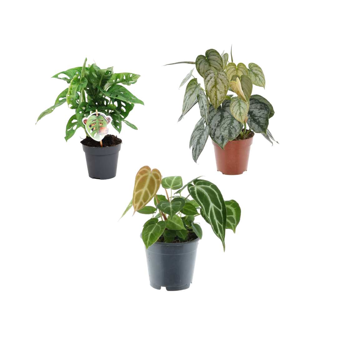 Grünes Pflanzenmix-Trio – Monstera, Philodendron &amp; Anthurium
