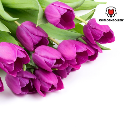 Purple Prince Tulpenzwiebeln – 20er-Pack | Tiefviolette Frühlingsblüten