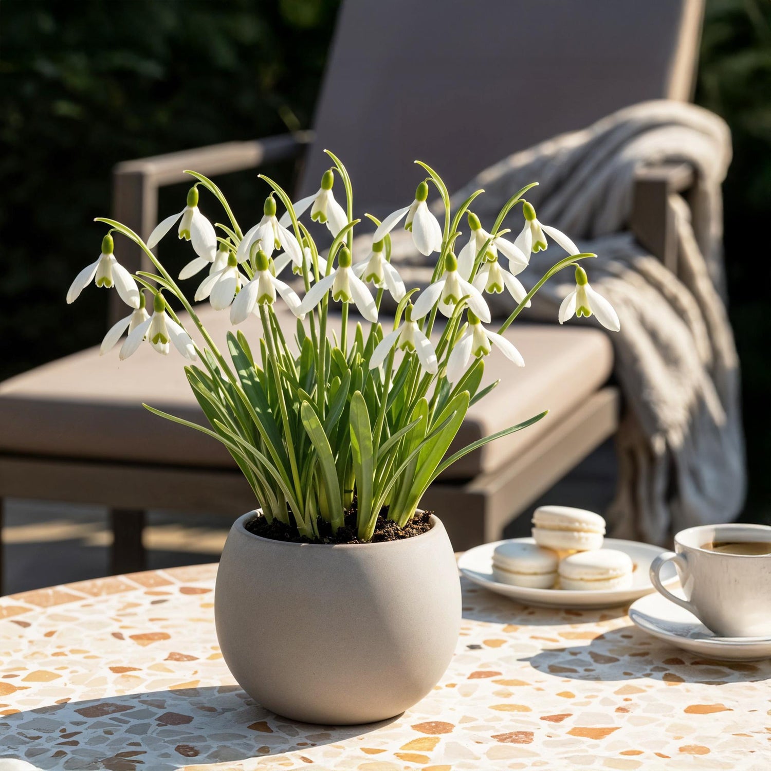 Blumenzwiebeln Galanthus Elwesii | 25 Stück Weiß – Zwiebelgröße 5/6 – XXL Pack