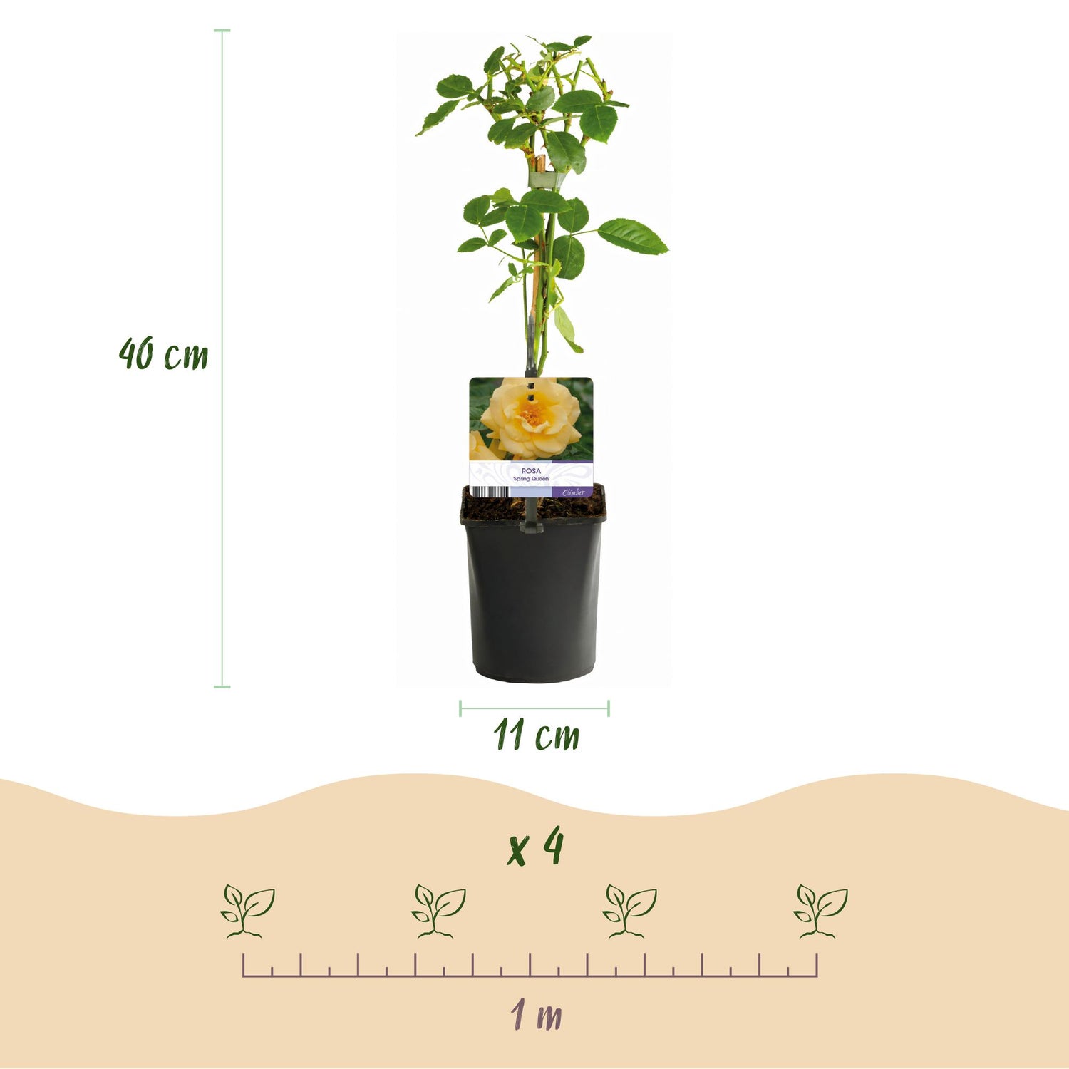 Kletterrose - Rose Rainbow -Rosa Weiß Gelb Rot - Wenig Pflege - 4 Pflanzen - Topf 11cm Höhe 40cm