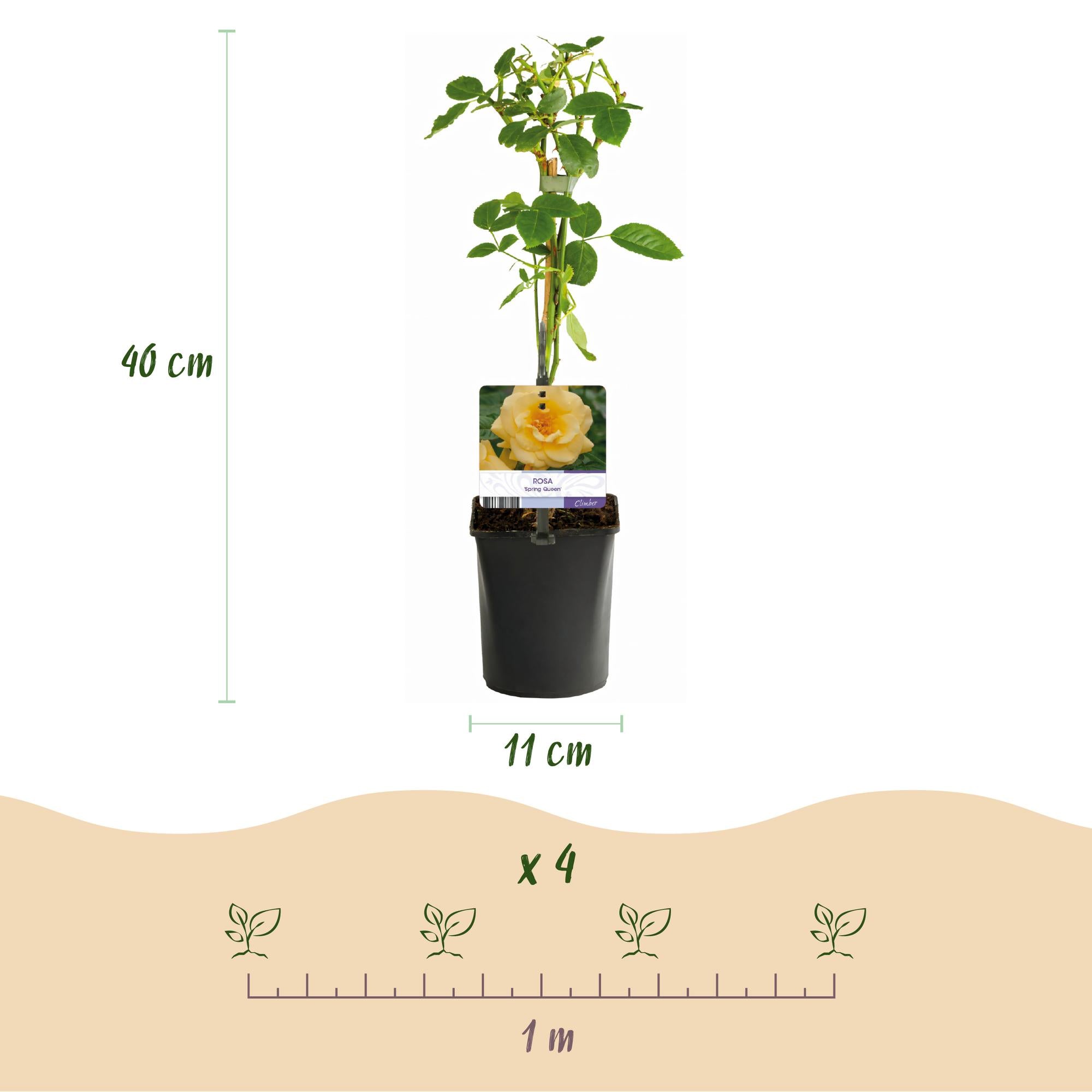 Kletterrose - Rose Rainbow -Rosa Weiß Gelb Rot - Wenig Pflege - 4 Pflanzen - Topf 11cm Höhe 40cm