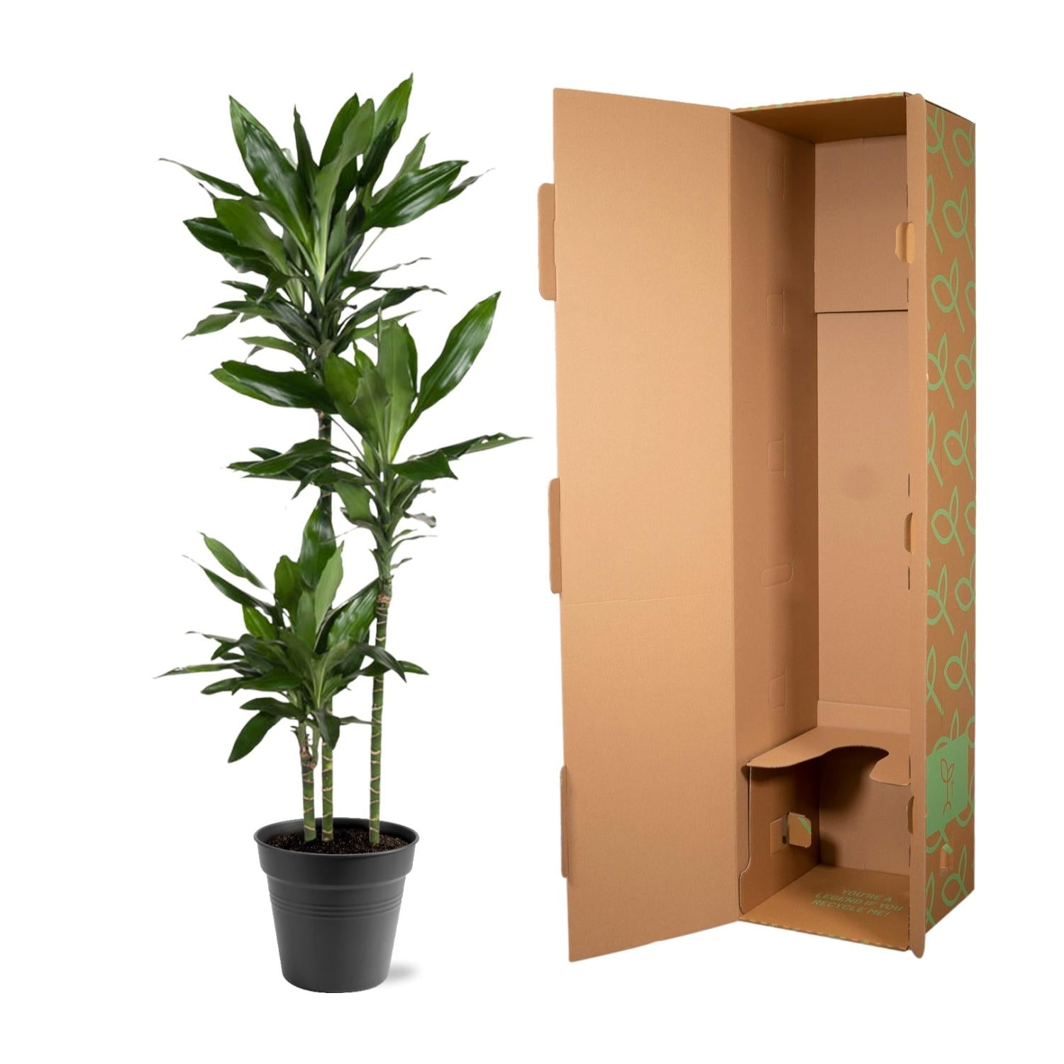 Dracaena Janet Lind – Elegante &amp; pflegeleichte Zimmerpflanze