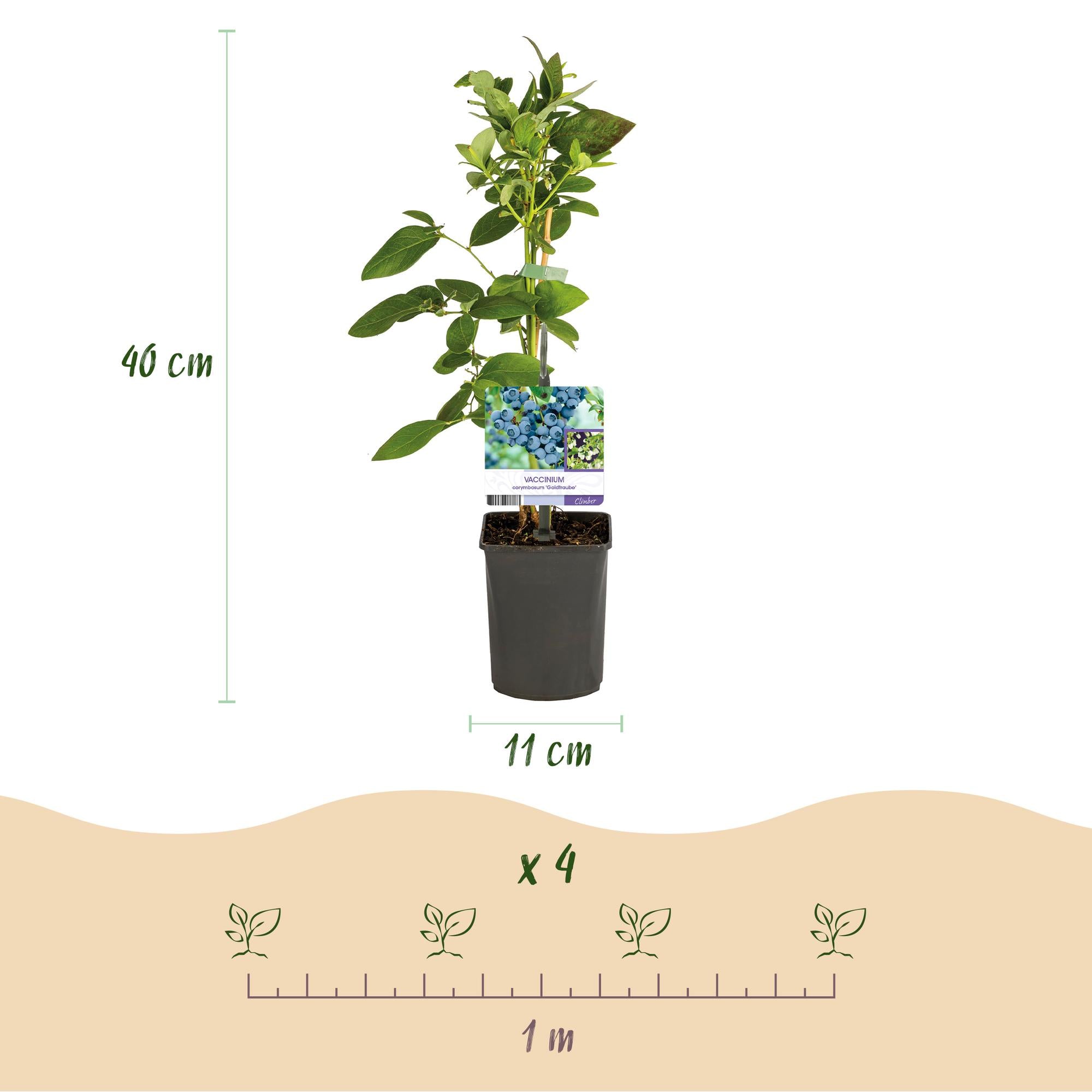 Heidelbeere - Vaccinium corymbosum Goldtraube - Blaubeere - Dornenlos - 2 Pflanzen - Topf 11cm Höhe 40cm