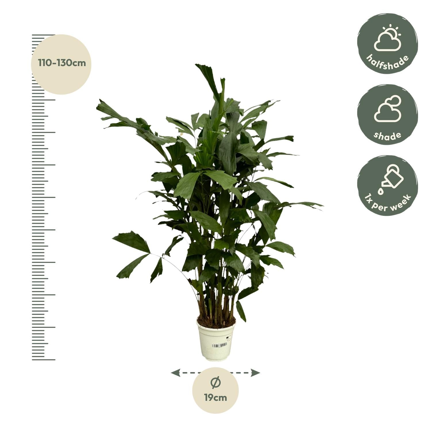 Caryota mitis | Fischschwanzpalme in verschiedenen Größen – Tropische Zimmerpalme
