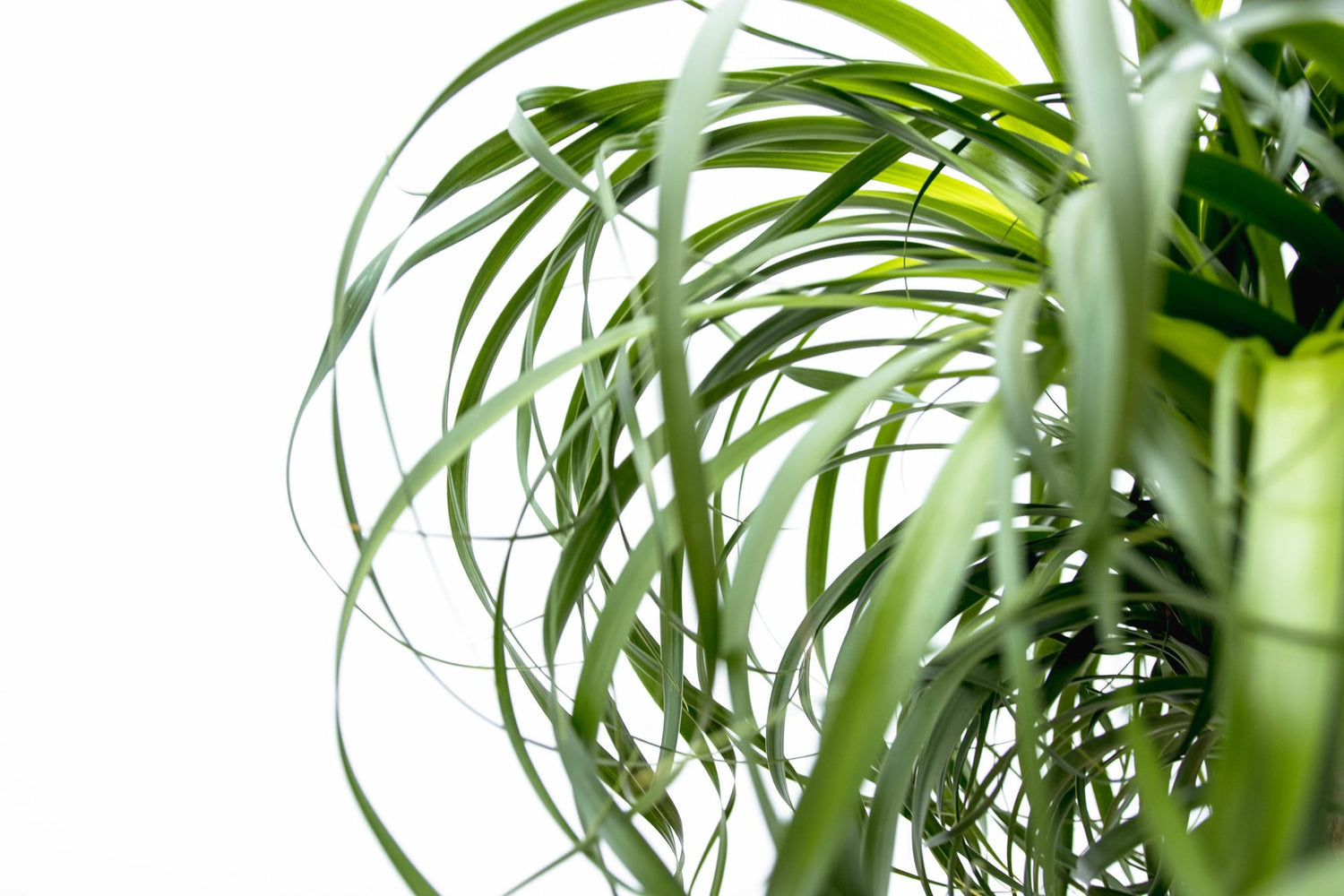 Beaucarnea XXL 180–210 cm – Elefantenfuß Zimmerpflanze