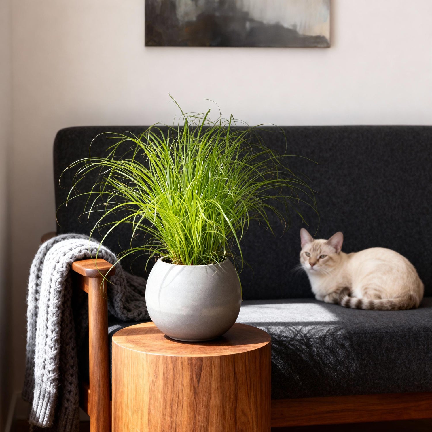 Cyperus alternifolius Zumula - Katzenpflanze - Haustierfreundliche Pflanze - Grün - 1 Pflanze - Topf 12cm - Höhe 20cm