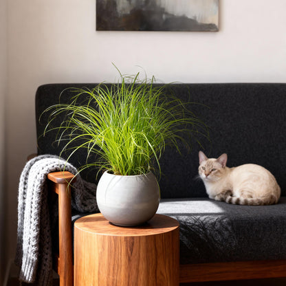 Cyperus alternifolius Zumula - Katzenpflanze - Haustierfreundliche Pflanze - Grün - 1 Pflanze - Topf 12cm - Höhe 20cm