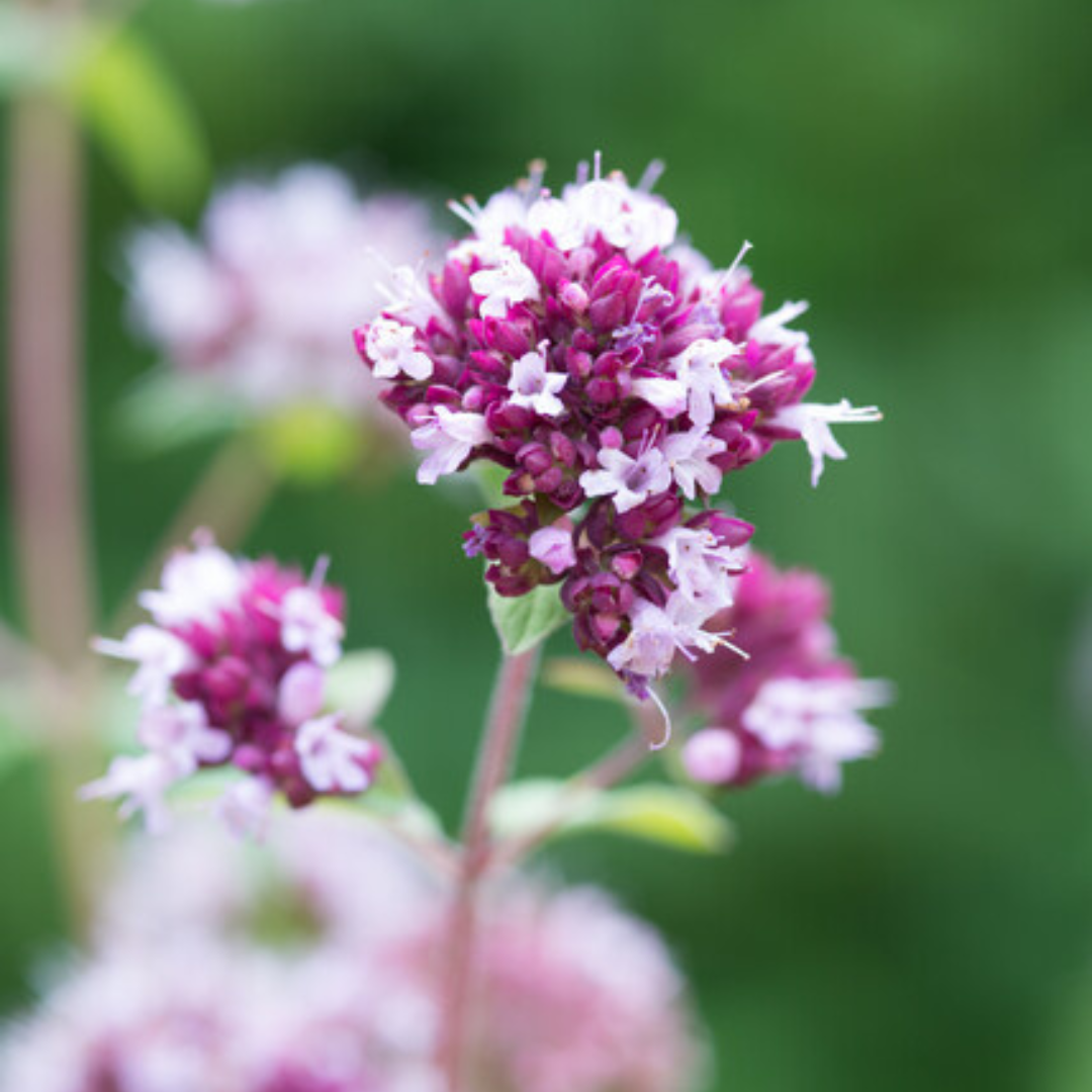 6x Origanum laevigatum &