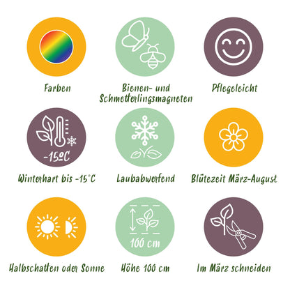 Stauden Packet - Farbe Weiß - 24 Stauden - Für 3 m2 - Verschiedene Farben - Wenig Pflege - Topf 11cm