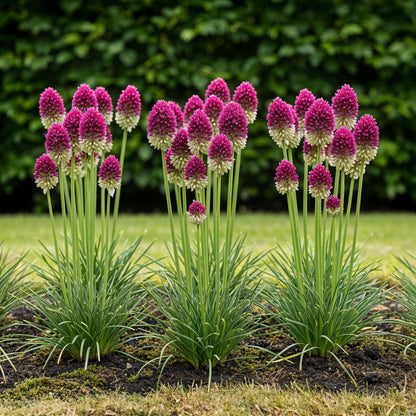 Blumenzwiebeln Allium Sphaerocephalon | 100 Stück Lila – Zwiebelgröße 5/6 – XXL Pack