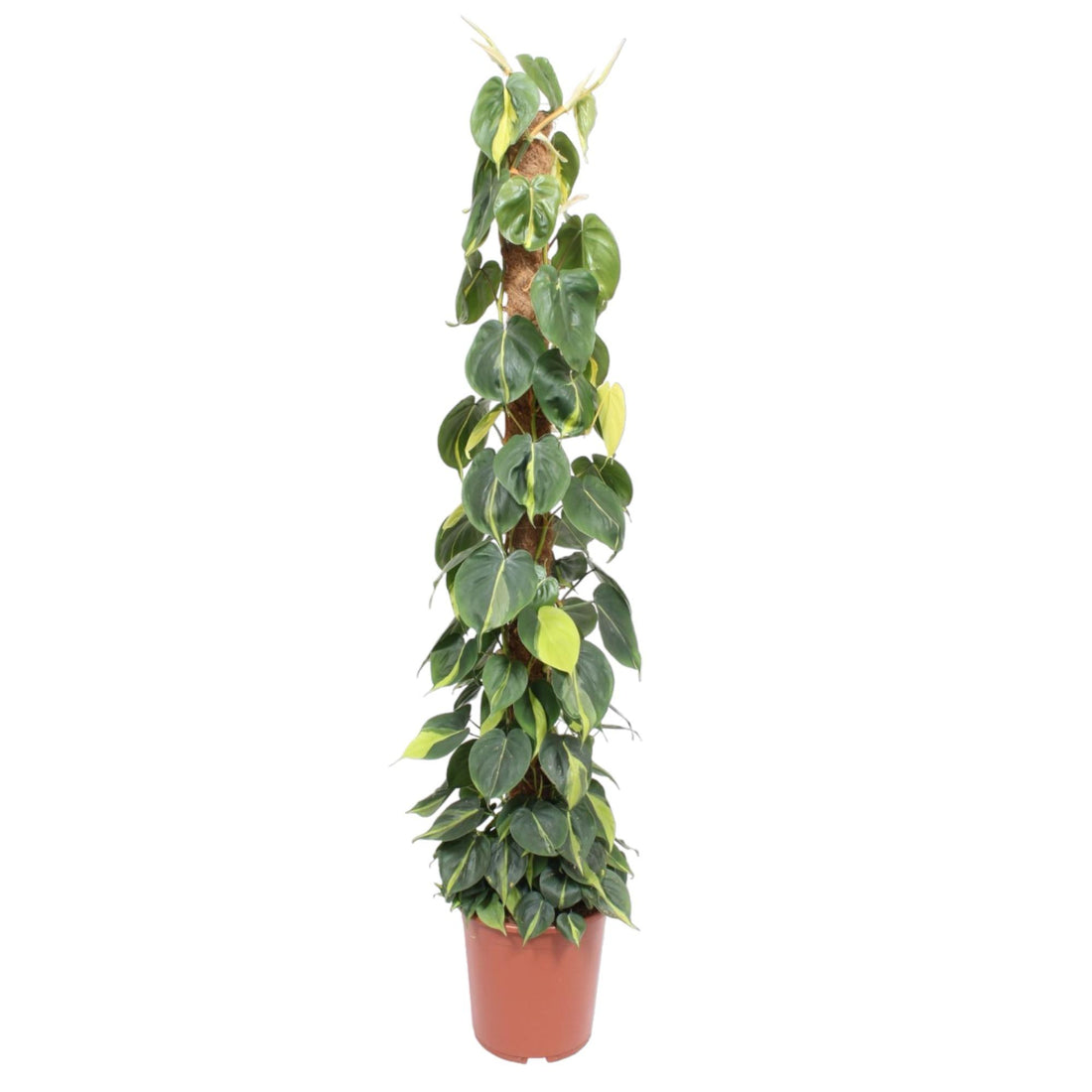 Philodendron scandens ‘Brasil’ | Herzblatt-Philodendron – Bunte Kletter- &amp; Hängepflanze