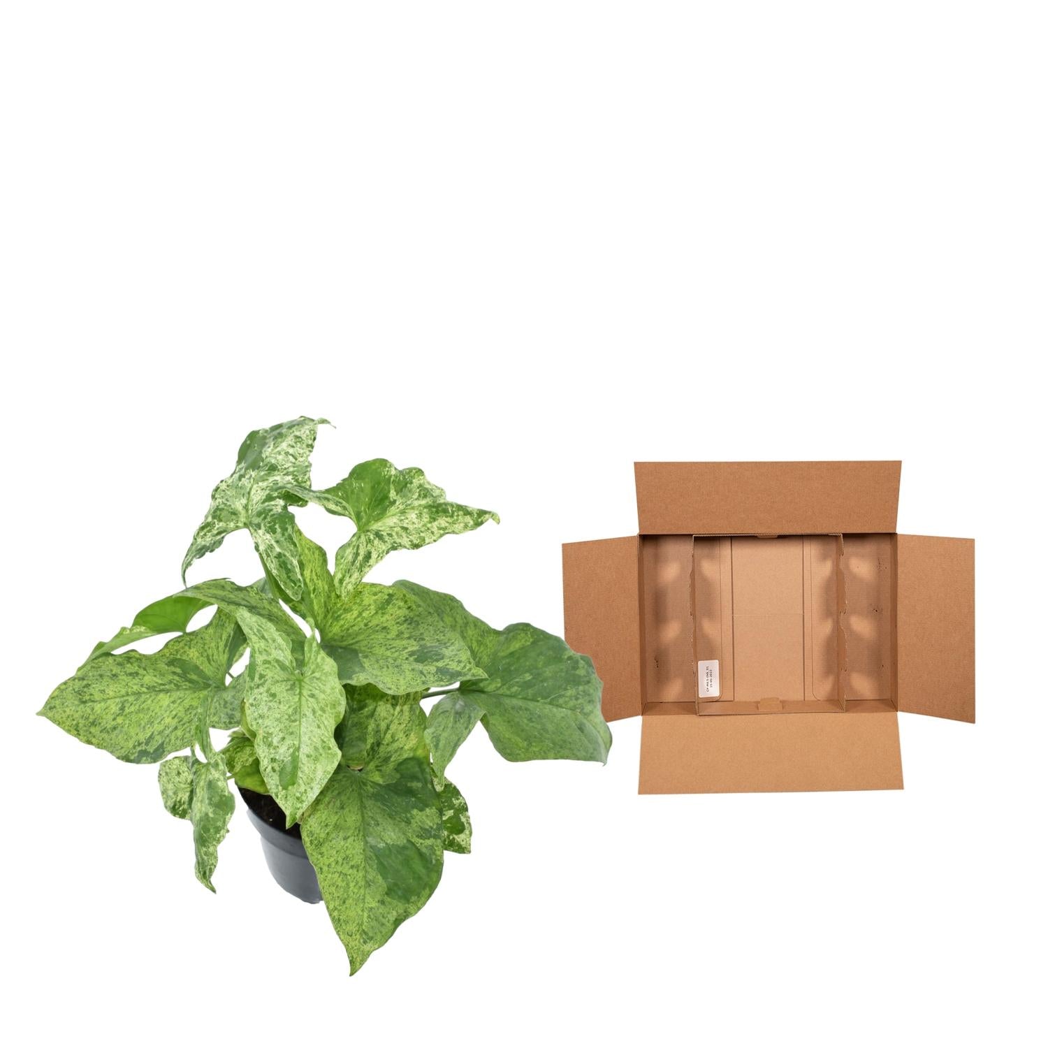Syngonium ‘Mottled’ 25 cm | Seltene Variegata im Ø12 cm Topf – Tropische Zimmerpflanze