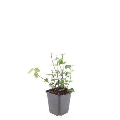 24x Euonymus fort. &