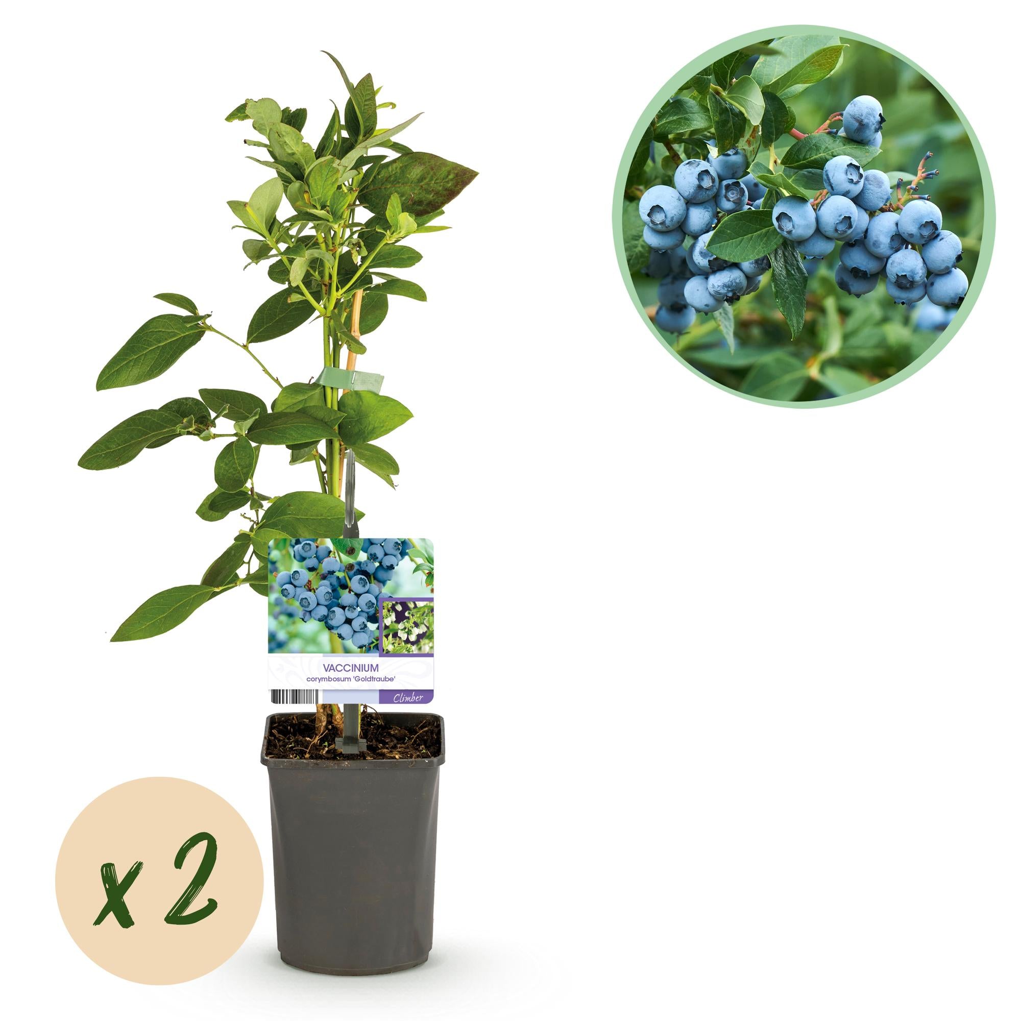 Heidelbeere - Vaccinium corymbosum Goldtraube - Blaubeere - Dornenlos - 2 Pflanzen - Topf 11cm Höhe 40cm