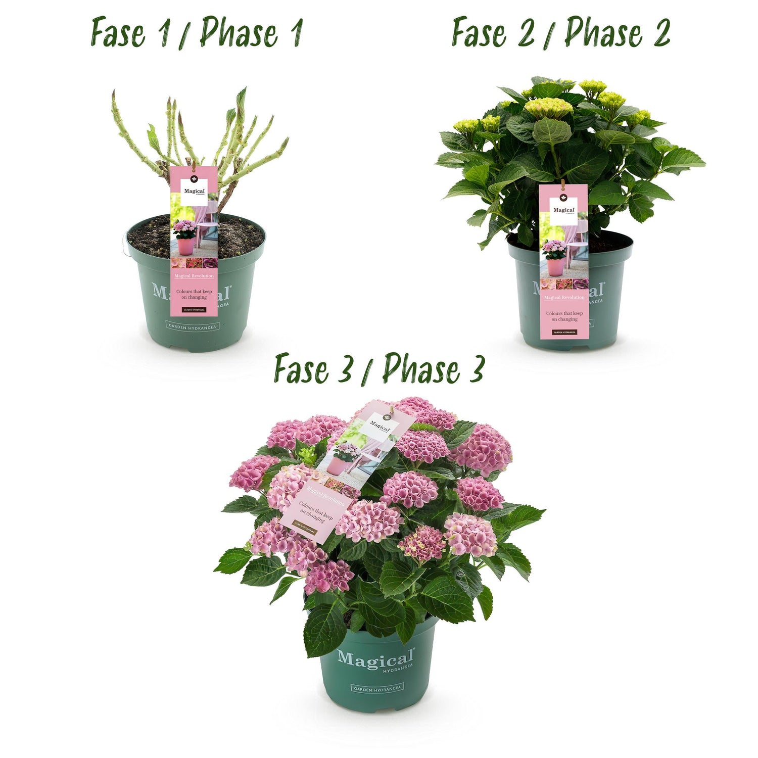 Hortensie Magical Revolution Pink – 2 Pflanzen – 6–10 Blüten – Ø23 cm Topf – Höhe ca. 55 cm